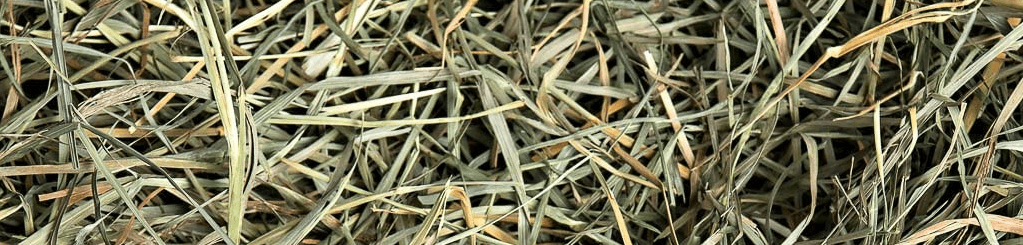 A close up image of orchard grass hay from small pet select.
