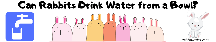 An image of rabbits and a water bowl. The caption reads "Can rabbits drink from a bowl."