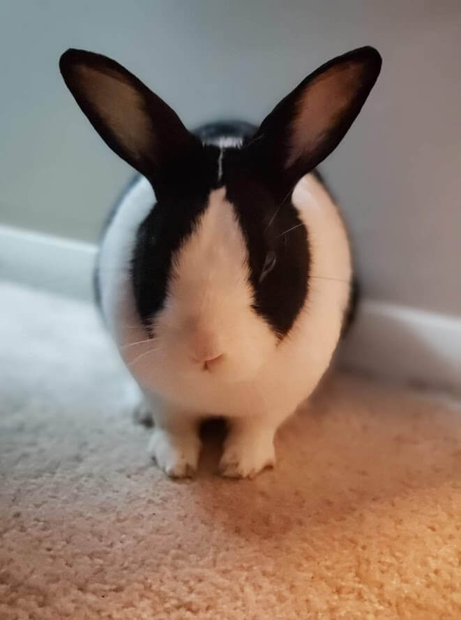 Image of Mr. Bunny. A black and white dutch rabbit.
