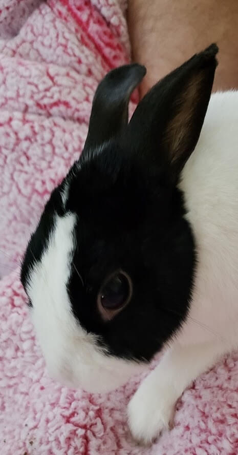 Image of Mr. bunny, my pet house rabbit.