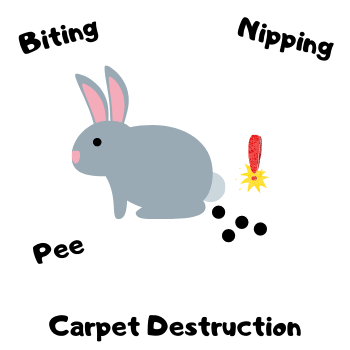 Image of a rabbit with problem behavior.