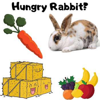 Image of a rabbit and food. The caption reads "Hungry rabbit."