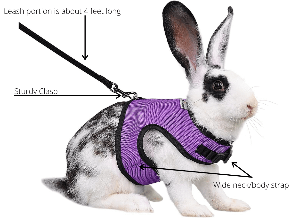 Image of a rabbit wearing the best rabbit harness. The image points out the details of the harness.