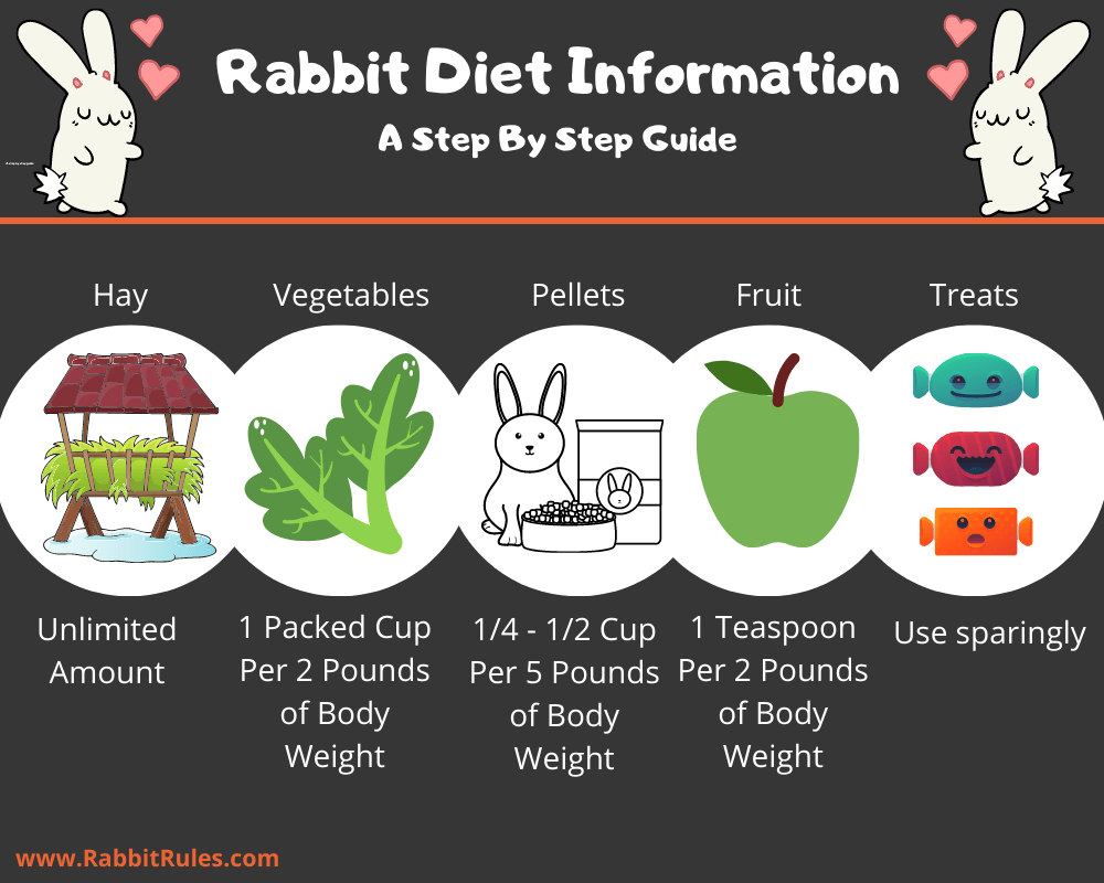 Rabbit diet information chart and infographic. Hay, vegetables, pellets, fruit, and treats. The amount rabbits should eat and diet guidelines. 
