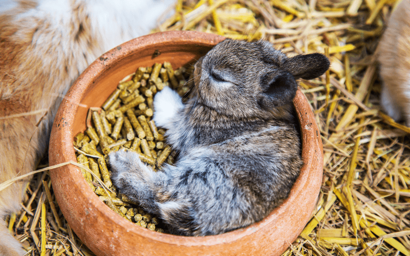 Image of a rabbit sleeping.