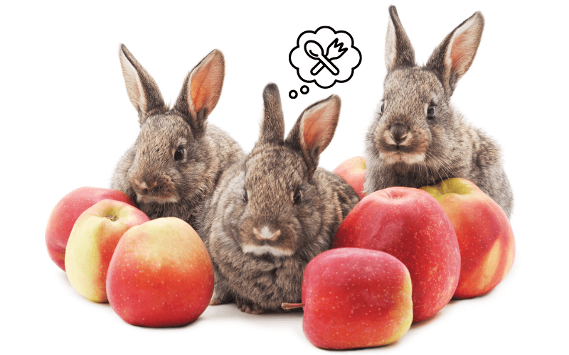 Image of rabbits sitting in a pile of apples.