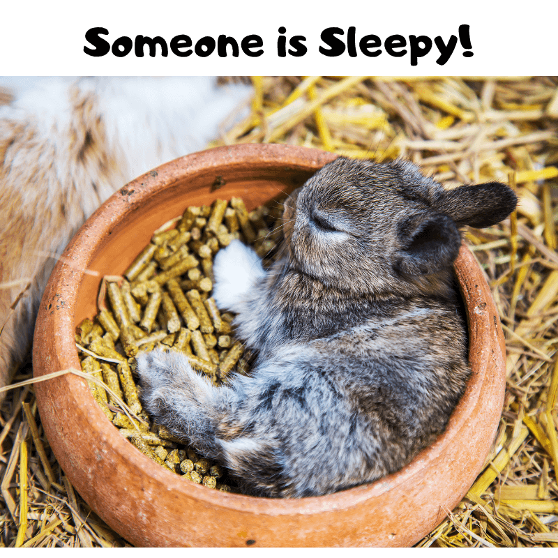 Image of a rabbit sleeping with eyes closed.
