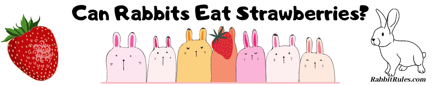 Image of a rabbits and strawberries. The caption reads "Can rabbits eat strawberries?"
